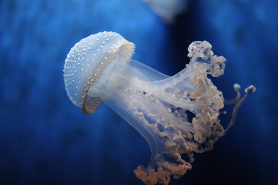 Jellyfish tank in the Aquarium of Genoa with illuminated moon jellyfish drifting through blue water