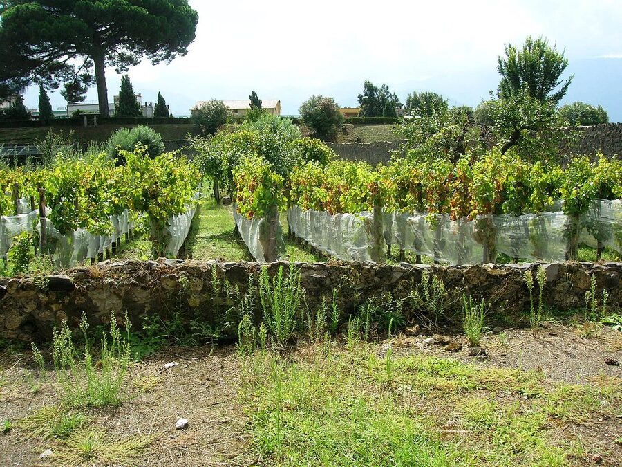 The Garden of the Fugitives at Pompeii, with plaster casts of 13 victims