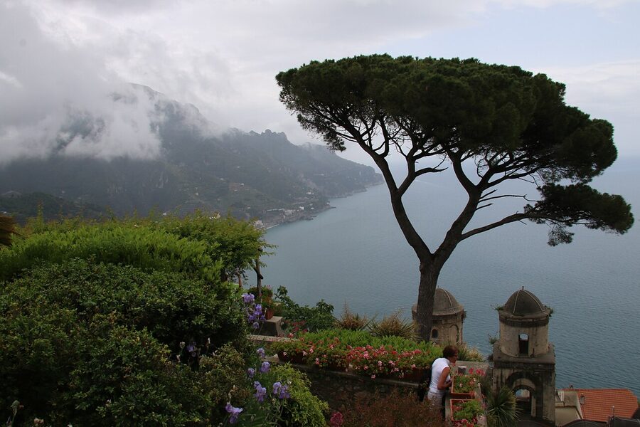 The umbrella pine in Villa Rufolo's garden at Ravello