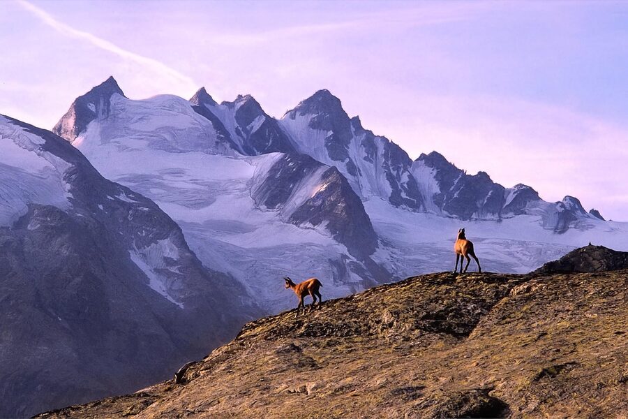 A chamois on a rocky outcrop in Gran Paradiso National Park, Italy's first national park