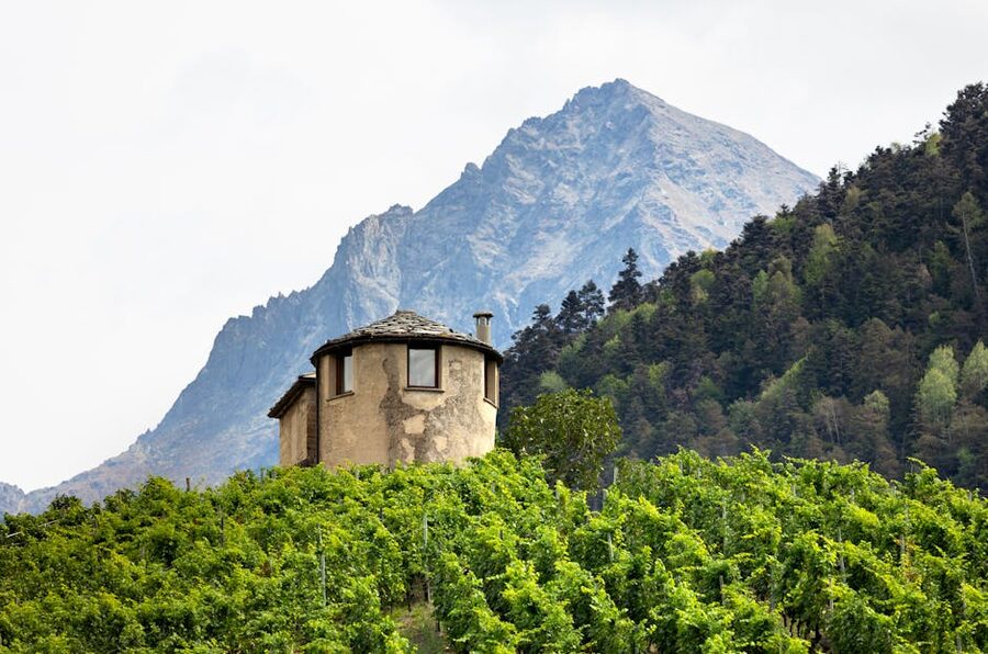 Vineyard in the Valle d'Aosta with a stone farmhouse and the Italian Alps beyond